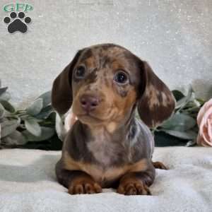 Poppy, Dachshund Puppy