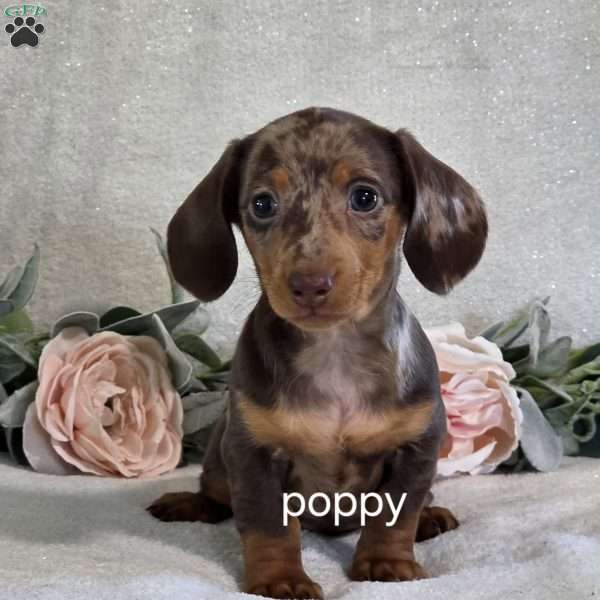 Poppy, Dachshund Puppy