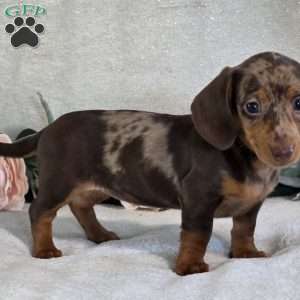 Poppy, Dachshund Puppy