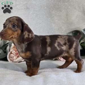 Poppy, Dachshund Puppy