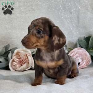 Poppy, Dachshund Puppy