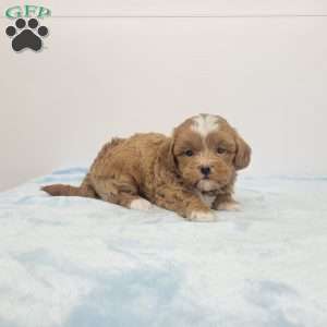 Sam, Shih-Poo Puppy