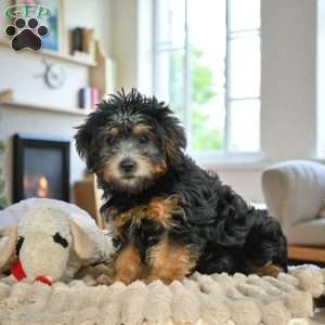 MARK, Yorkie Puppy