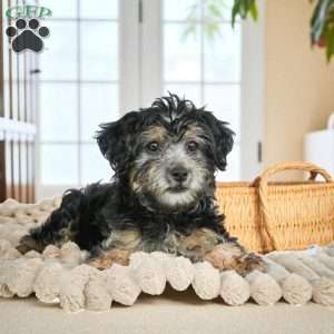 DAISY, Yorkie Puppy