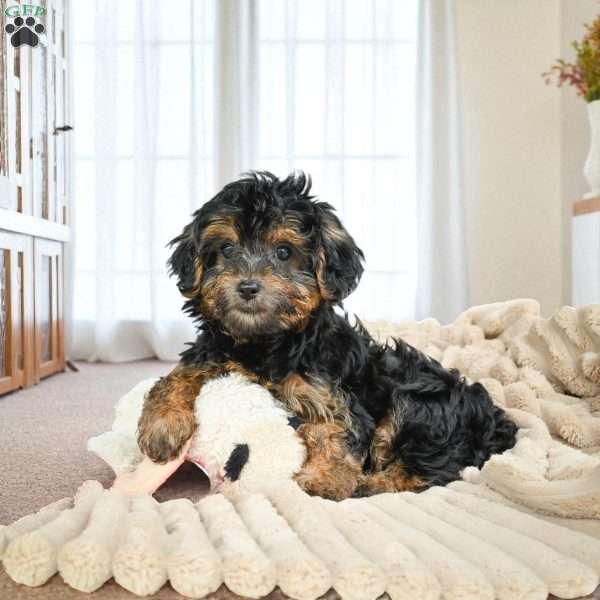 Duke, Yorkie Puppy