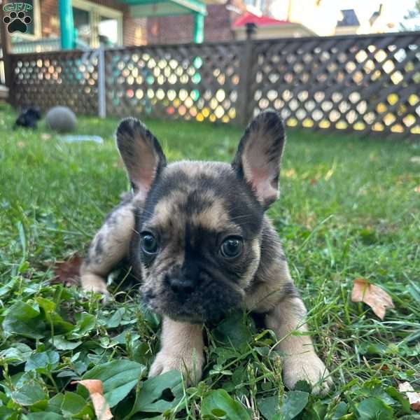 Pluto, French Bulldog Puppy