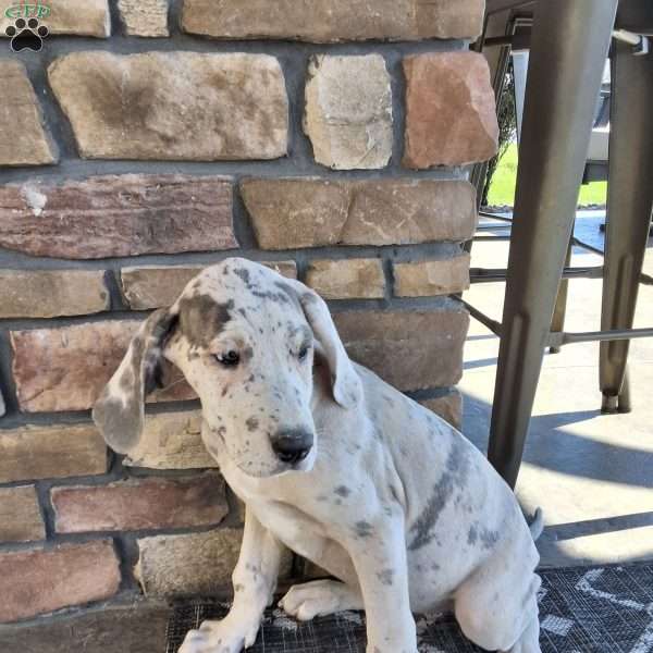 Haven, Great Dane Puppy