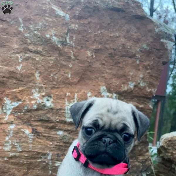 Chloe, Pug Puppy