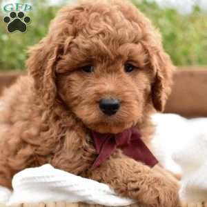 Reagan, Mini Goldendoodle Puppy