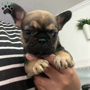 Goofy, French Bulldog Puppy