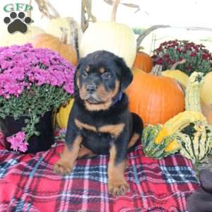 Polly, Rottweiler Puppy