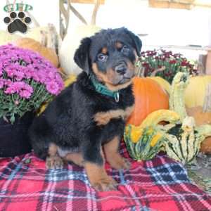 Pebbles, Rottweiler Puppy