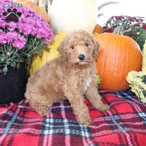 Rusty, Bich-Poo Puppy