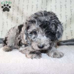Caleb, Miniature Poodle Puppy