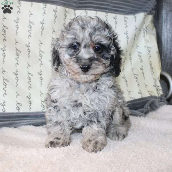 Colton, Miniature Poodle Puppy