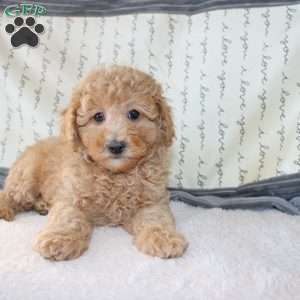 Cody, Miniature Poodle Puppy