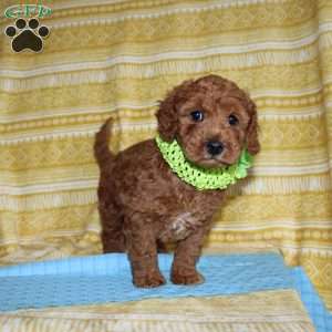 Burt, Mini Goldendoodle Puppy