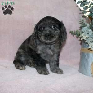 Lavendar, Cocker Spaniel Puppy