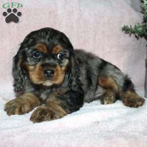 Lolly, Cocker Spaniel Puppy