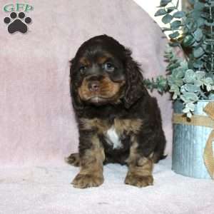 Lilac, Cocker Spaniel Puppy