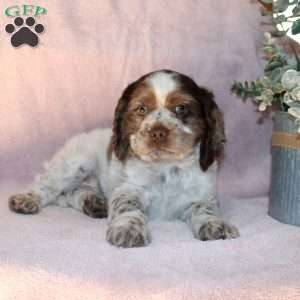 Larry, Cocker Spaniel Puppy
