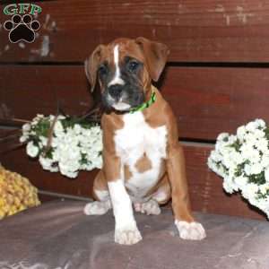 Baxter, Boxer Puppy
