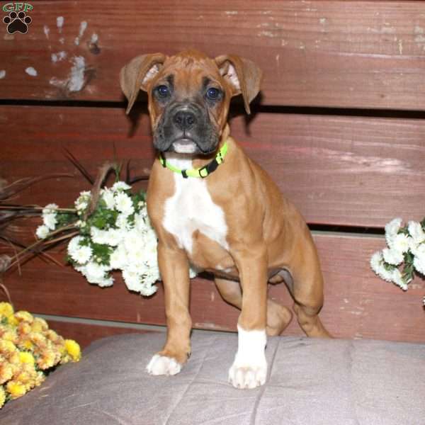 Boone, Boxer Puppy