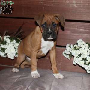 Betty, Boxer Puppy