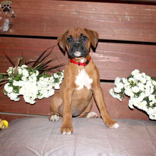 Bell, Boxer Puppy