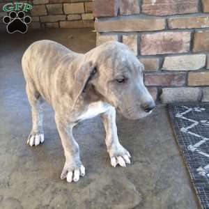 Rosco, Great Dane Puppy