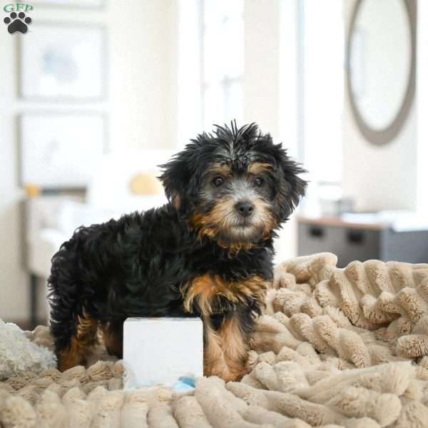 MARK, Yorkie Puppy