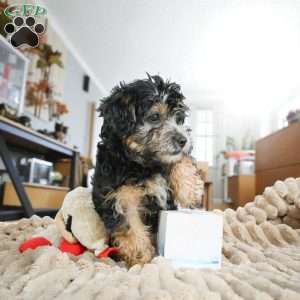 DAISY, Yorkie Puppy