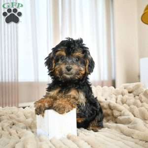 Duke, Yorkie Puppy
