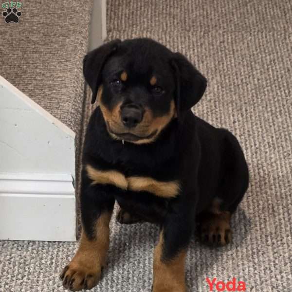 Yoda, Rottweiler Puppy