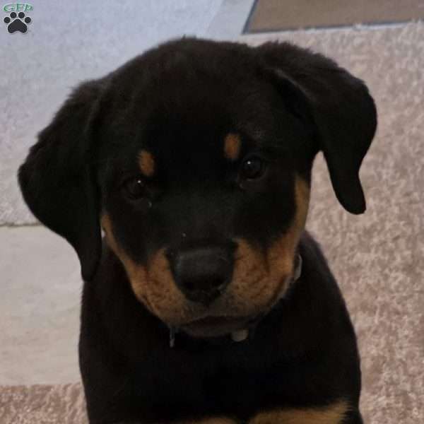 Yoshi, Rottweiler Puppy