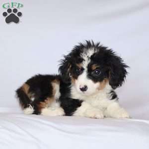 Gabby, Mini Bernedoodle Puppy