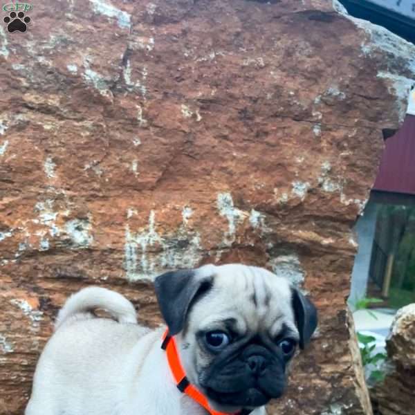Jolly, Pug Puppy
