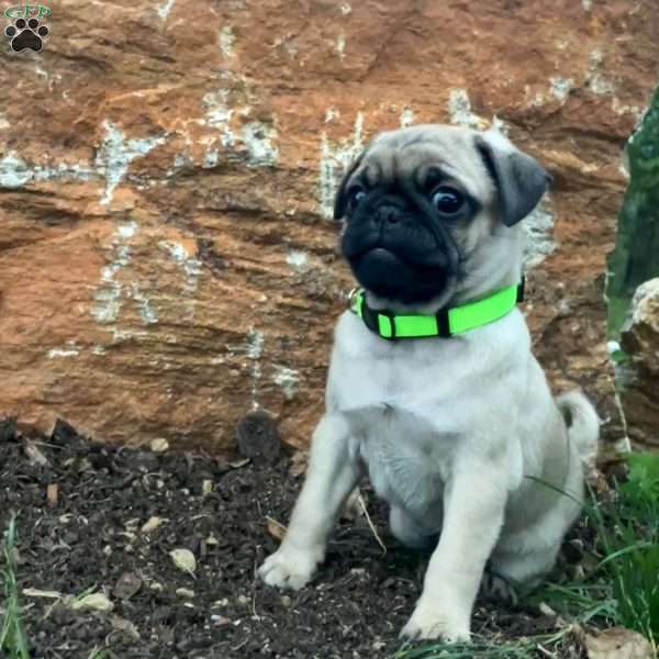 Scooby, Pug Puppy