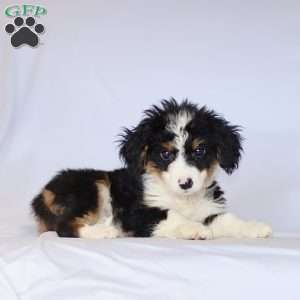 Gabby, Mini Bernedoodle Puppy