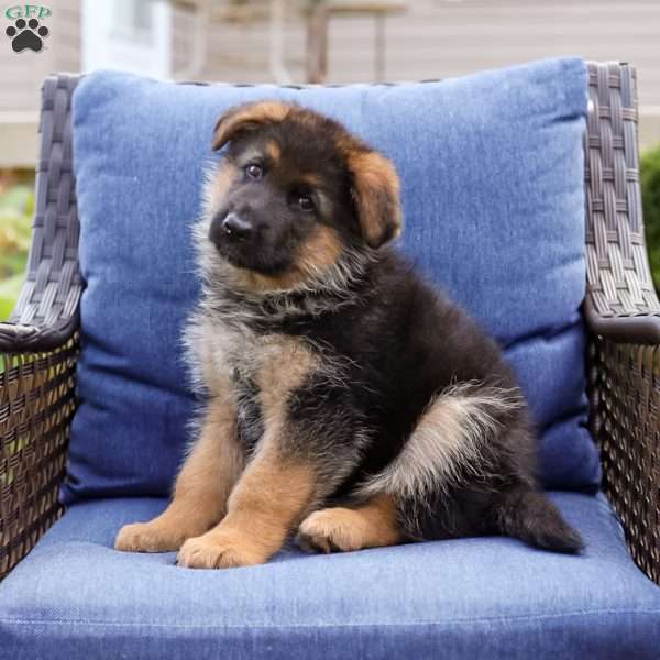 Sirious, German Shepherd Puppy
