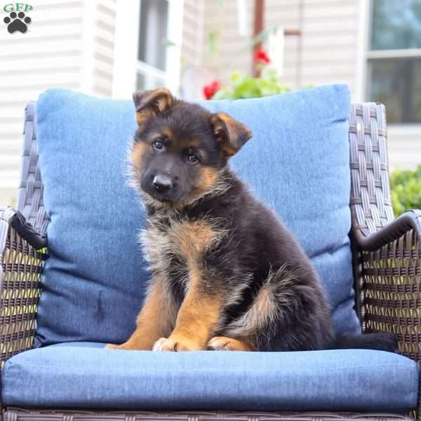 Sadie, German Shepherd Puppy