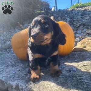Cosmo, Dachshund Puppy
