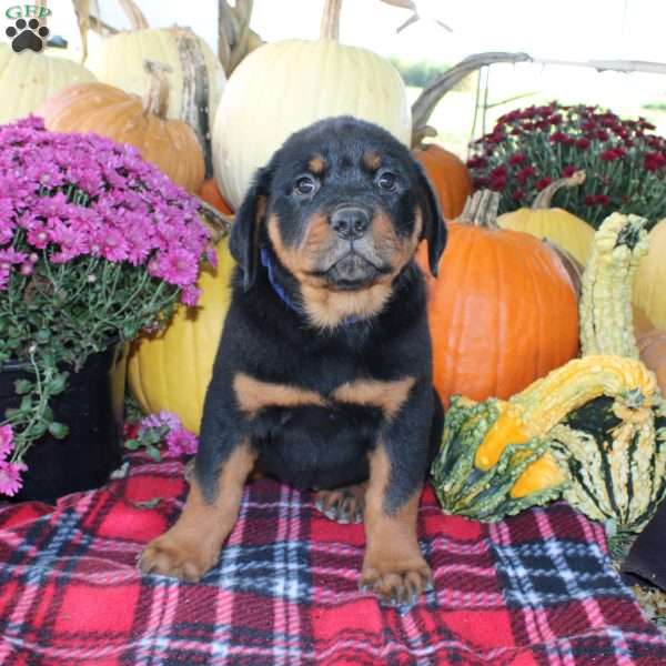 Polly, Rottweiler Puppy