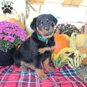 Pebbles, Rottweiler Puppy