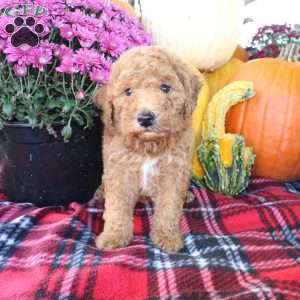 Rusty, Bich-Poo Puppy