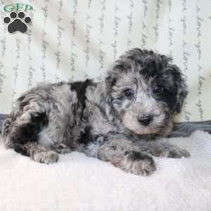 Caleb, Miniature Poodle Puppy