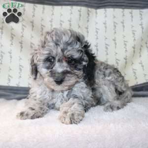 Colton, Miniature Poodle Puppy