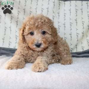 Cody, Miniature Poodle Puppy