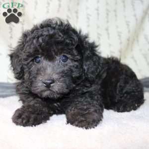 Carly, Miniature Poodle Puppy