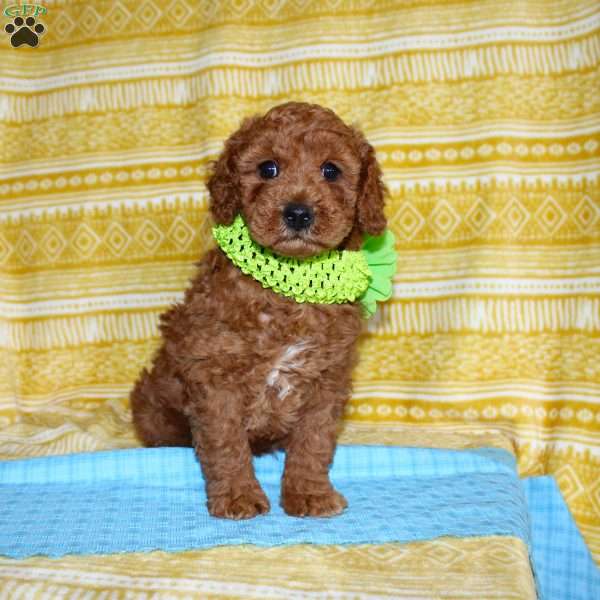 Burt, Mini Goldendoodle Puppy